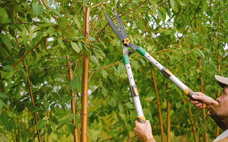 Tree trimming in Burns, TN
