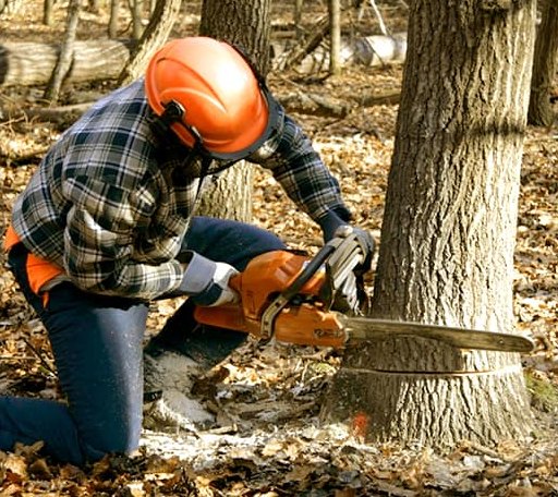 Tree Removal in Burns, TN